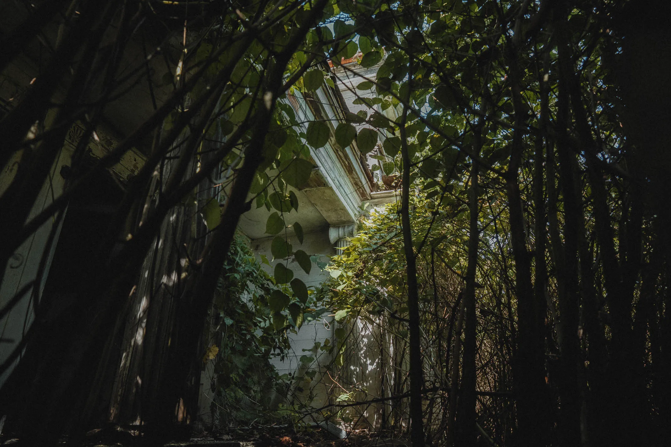Overgrown White Greek Revival farmhouse front door, Romulus NY