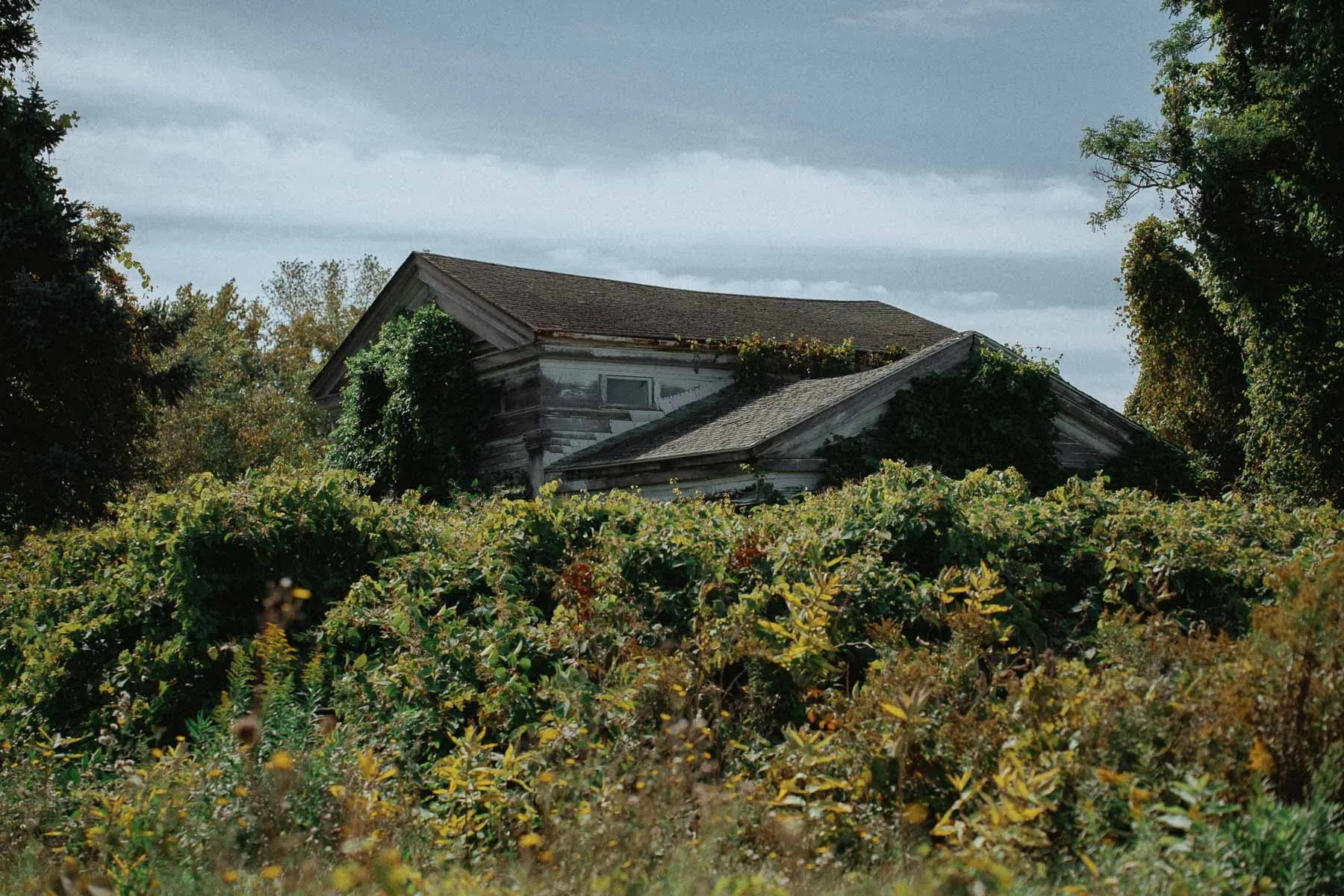Overgrown 1840s Greek Revival farmhouse in Upstate New York’s Finger Lakes