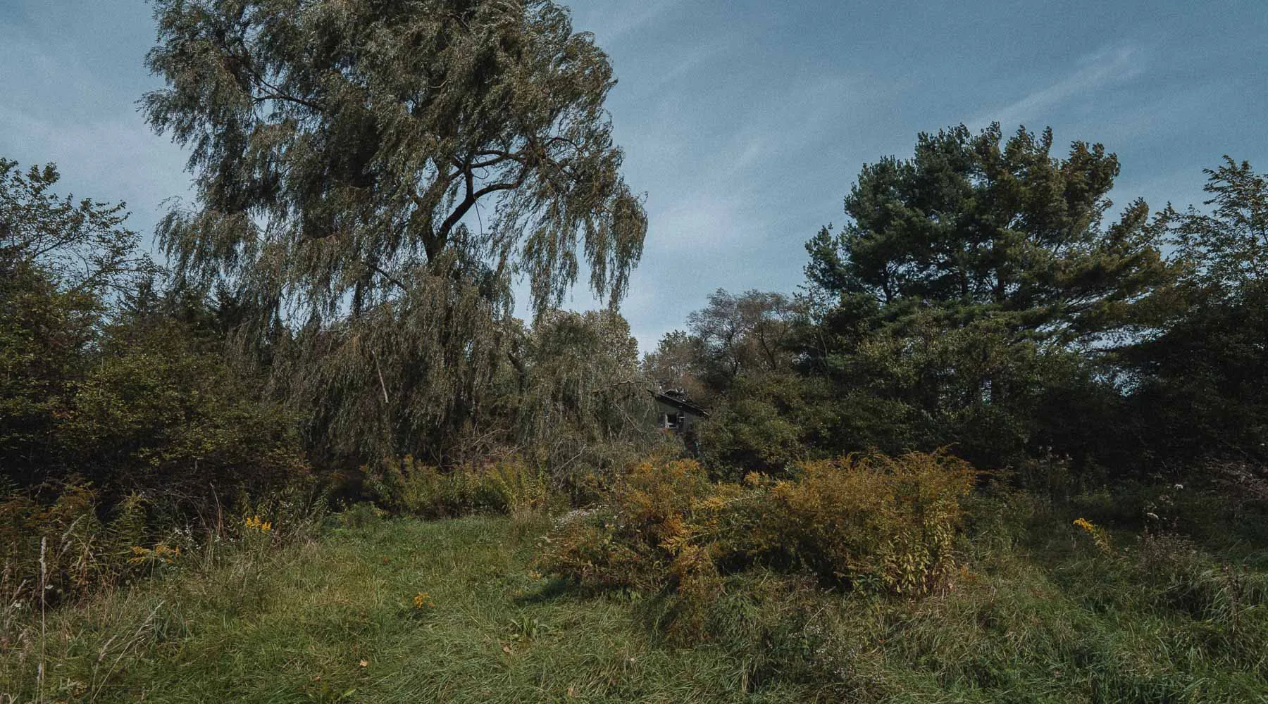 The Dog House exterior nearly hidden beneath a weeping willow and dense overgrowth