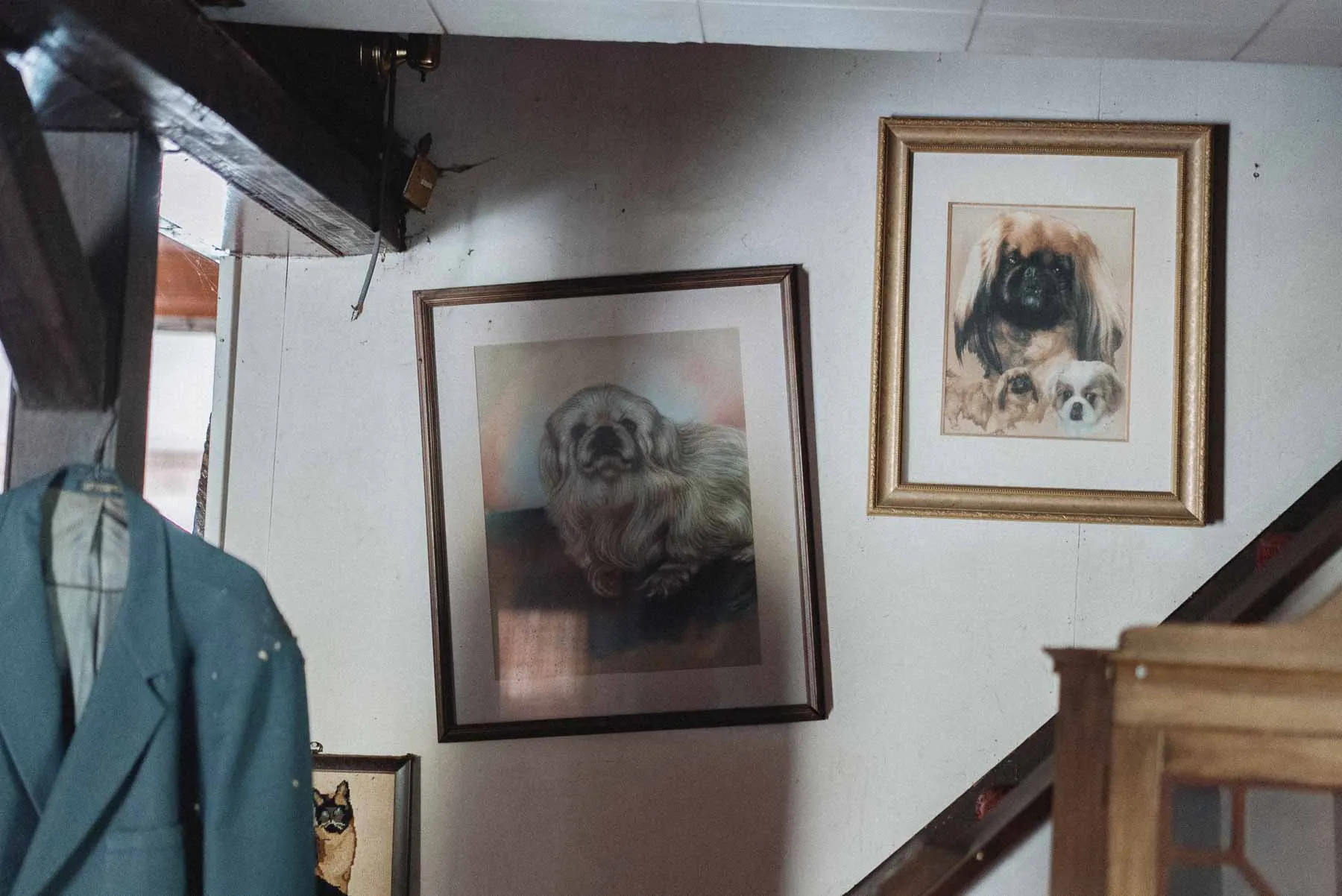 Framed Pekingese artwork inside the Starcruiser House