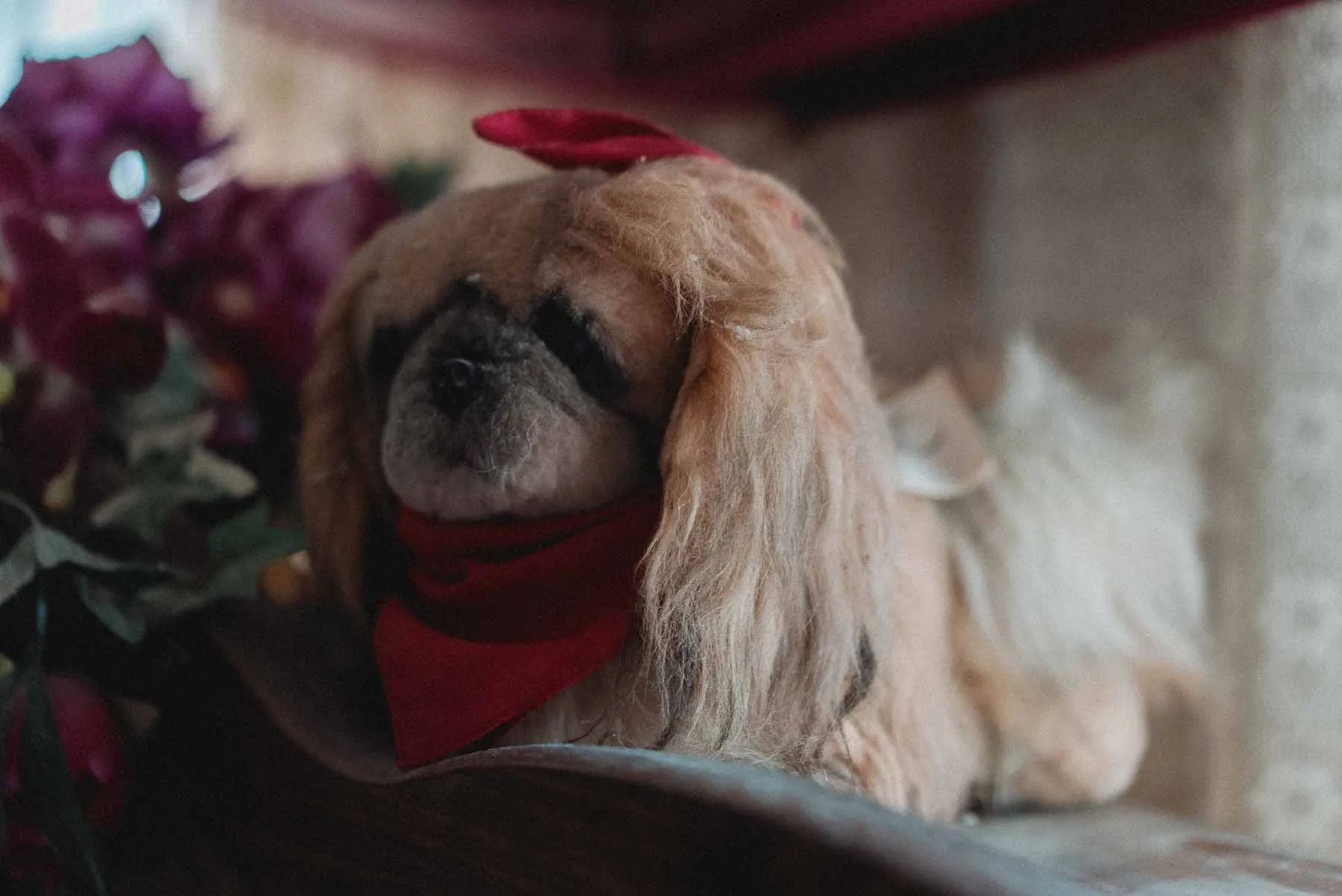 Stuffed Pekingese displayed inside the Starcruiser House