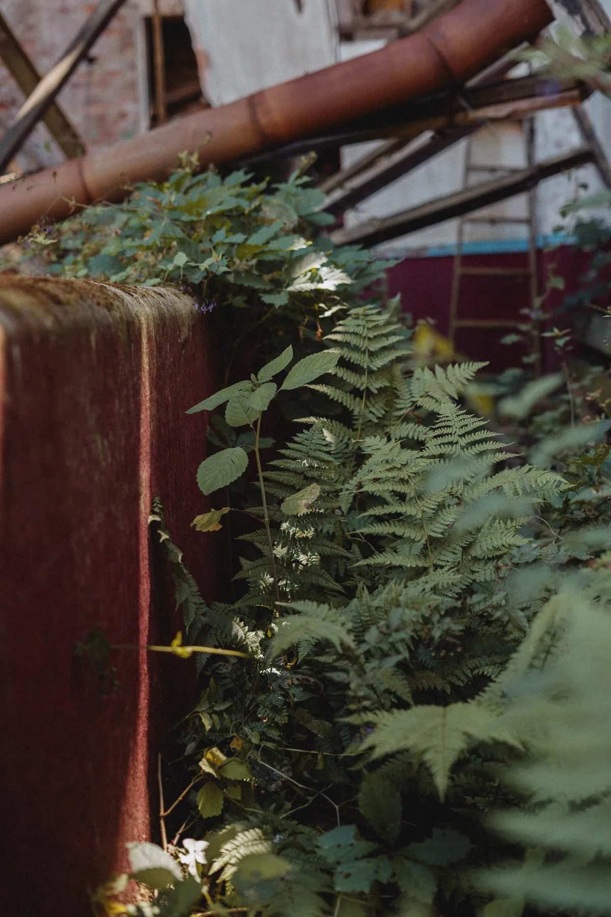 Ferns and moss growing on carpeted roller-rink barrier inside The Coliseum